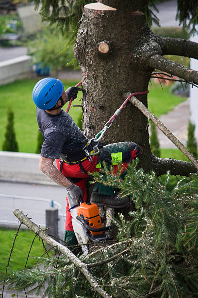 How Our Tree Care Process Works  in  Shawnee Hills, OH